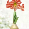 Menu Rejoice Waxed Amaryllis -US Garden Plants Sales 2024 92456 rejoice