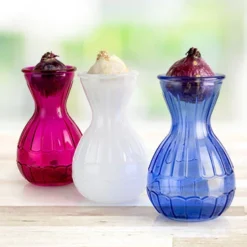 Menu Hyacinth Forcing Kit Collection