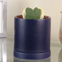 Menu Hoya Sweetheart Houseplant