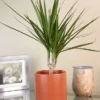 Menu Dracaena Marginata Cane Houseplant -US Garden Plants Sales 2024 95001 dracaena marginata cane houseplant 7