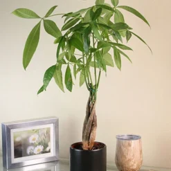Menu Braided Money Tree Houseplant