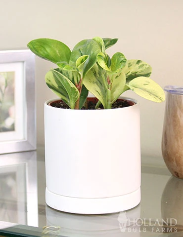 Menu Peperomia Marble Houseplant -US Garden Plants Sales 2024 95004 peperomia marble houseplant