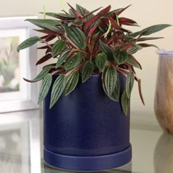 Menu Peperomia Rosso Houseplant