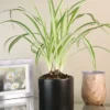 Menu Spider Reverse Variegated Houseplant 2 Menu Spider Reverse Variegated Houseplant -US Garden Plants Sales 2024 95009 spider reverse houseplant 2