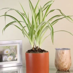 Menu Spider Reverse Variegated Houseplant -US Garden Plants Sales 2024 95009 spider reverse houseplant