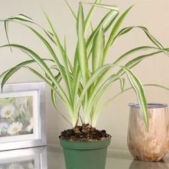 Menu Spider Reverse Variegated Houseplant -US Garden Plants Sales 2024 95009 spider reverse houseplant 3
