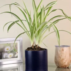Menu Spider Reverse Variegated Houseplant -US Garden Plants Sales 2024 95009 spider reverse houseplant 4