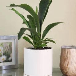 Menu Staghorn Fern Houseplant