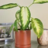Menu Dieffenbachia Camille Houseplant -US Garden Plants Sales 2024 95019 dieffenbachia camilla houseplant
