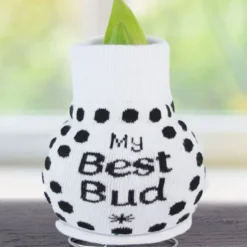 Menu Just For Fun Sweater Amaryllis Collection 19 Menu Just For Fun Sweater Amaryllis Collection -US Garden Plants Sales 2024 Best Bud 370 480 bulbs logo 3