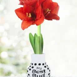 Menu Just For Fun Sweater Amaryllis Collection 18 Menu Just For Fun Sweater Amaryllis Collection -US Garden Plants Sales 2024 Best Bud 370 480 full grown logo 1
