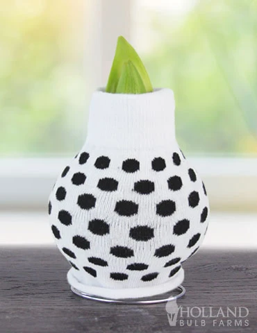 Menu Warm Wishes Sweater Amaryllis Collection 9 Menu Warm Wishes Sweater Amaryllis Collection - Image 8