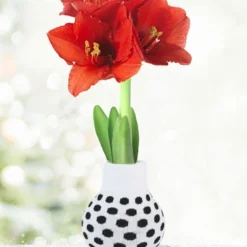 Menu Just For Fun Sweater Amaryllis Collection 20 Menu Just For Fun Sweater Amaryllis Collection -US Garden Plants Sales 2024 Best Bud BACK 370 480 full grown logo 1