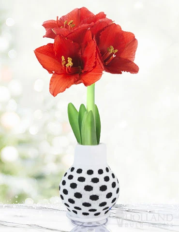 Menu Just For Fun Sweater Amaryllis Collection 11 Menu Just For Fun Sweater Amaryllis Collection - Image 9