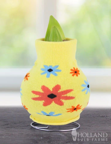 Menu Just For Fun Sweater Amaryllis Collection 8 Menu Just For Fun Sweater Amaryllis Collection - Image 6