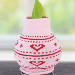 Menu Love Is In The Air Sweater Amaryllis Collection 13 Menu Love Is In The Air Sweater Amaryllis Collection -US Garden Plants Sales 2024 Heart 370 480 bulbs logo