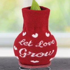 Menu Love Endures Sweater Amaryllis -US Garden Plants Sales 2024 Let Love Grow 370 480 bulbs logo 2