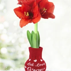 Menu Love Is In The Air Sweater Amaryllis Collection 16 Menu Love Is In The Air Sweater Amaryllis Collection -US Garden Plants Sales 2024 Let Love Grow 370 480 full grown logo 1