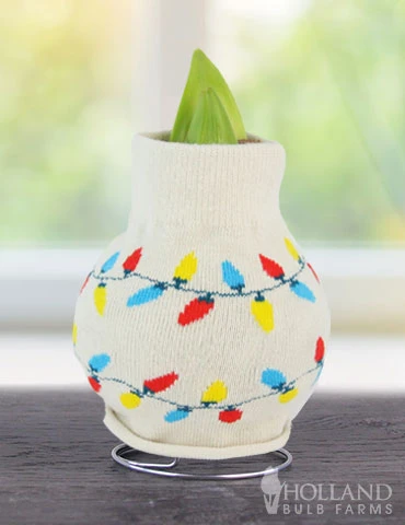 Menu Tis The Season Sweater Amaryllis Collection 10 Menu Tis The Season Sweater Amaryllis Collection - Image 8