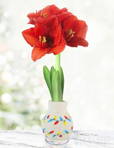 Menu Tis The Season Sweater Amaryllis Collection 9 Menu Tis The Season Sweater Amaryllis Collection - Image 7