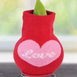 Menu Love Is In The Air Sweater Amaryllis Collection 15 Menu Love Is In The Air Sweater Amaryllis Collection -US Garden Plants Sales 2024 Love 370 480 bulbs logo 1