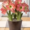Menu Sweetheart Potted Bulb Garden -US Garden Plants Sales 2024 MG1001 amaryllis and tulips 2