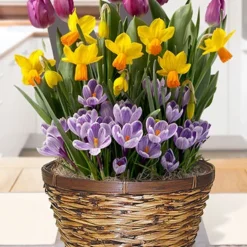 Menu Royalty Potted Bulb Garden