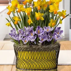 Menu Sunny Skies Potted Bulb Garden