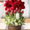 Menu Miraculous Gift Potted Bulb Garden -US Garden Plants Sales 2024 MG1178 december potted bulb garden
