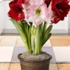 Menu Warm Welcome Potted Bulb Garden 2 Menu Warm Welcome Potted Bulb Garden -US Garden Plants Sales 2024 MG1211 amaryllis bulb garden