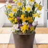 Menu Spring Echo Potted Bulb Garden -US Garden Plants Sales 2024 MG1241 spring echo bulb garden