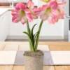 Menu Rosy Delight Amaryllis Potted Bulb Garden -US Garden Plants Sales 2024 MG1269 rosy delight amaryllis potted bulb garden 2