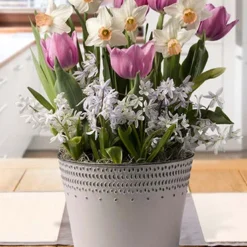 Menu Glorious Song Potted Bulb Garden