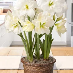 Menu Alfresco Amaryllis Trio Potted Bulb Garden