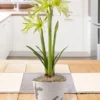Menu Evergreen Spider Amaryllis Potted Bulb Garden -US Garden Plants Sales 2024 MG1410 evergreen amaryllis