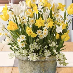 Menu Sunny Side Potted Bulb Garden