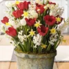 Menu Polka Dot Party Potted Bulb Garden -US Garden Plants Sales 2024 MG1691 hyacinths tulips daffodils 2