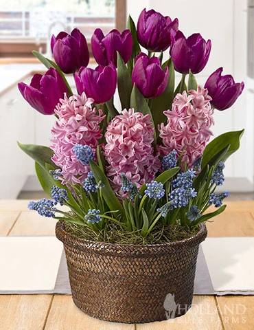 Menu Spring Celebration Potted Bulb Garden -US Garden Plants Sales 2024 MG1802 spring celebration potted bulb garden 2