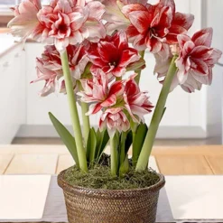 Menu Blushing Belle Potted Bulb Garden