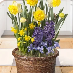 Menu Harmonious Spring Potted Bulb Garden