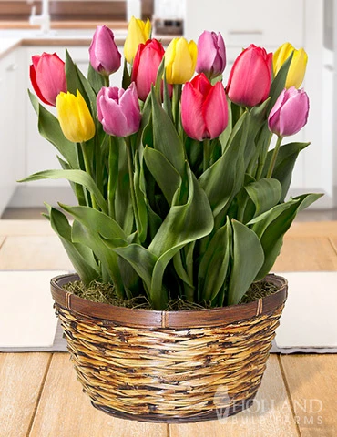 Menu Over The Rainbow Potted Bulb Garden 3 Menu Over The Rainbow Potted Bulb Garden