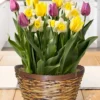 Menu Spring Stars Potted Bulb Garden -US Garden Plants Sales 2024 MG1838 spring stars potted bulb garden 3