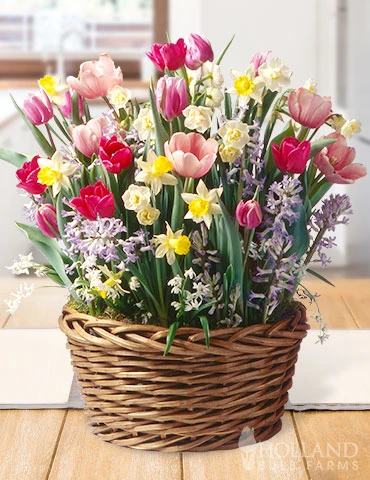 Menu The Ultimate Potted Bulb Garden -US Garden Plants Sales 2024 MG1867 ultimate potted bulb garden