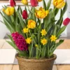 Menu Lovely Life Potted Bulb Garden -US Garden Plants Sales 2024 MG2069 lovely life potted bulb garden