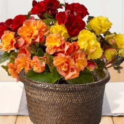 Menu Basket Of Begonias Potted Bulb Garden