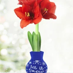 Menu Deck The Halls Sweater Amaryllis Collection 14 Menu Deck The Halls Sweater Amaryllis Collection -US Garden Plants Sales 2024 Snow 370 480 full grown logo 2