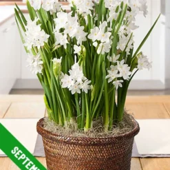 Menu 3 Month Potted Bulb Garden Subscription -US Garden Plants Sales 2024 fall 2019 subscription september 1