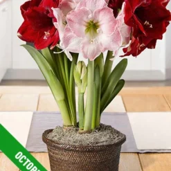 Menu 3 Month Potted Bulb Garden Subscription -US Garden Plants Sales 2024 fall 2021 subscription october 1