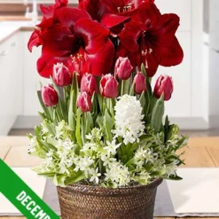 Menu 3 Month Potted Bulb Garden Subscription -US Garden Plants Sales 2024 fall 2022 subscription december 1