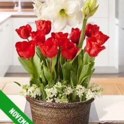 Menu 3 Month Potted Bulb Garden Subscription -US Garden Plants Sales 2024 fall 2023 subscription november 1